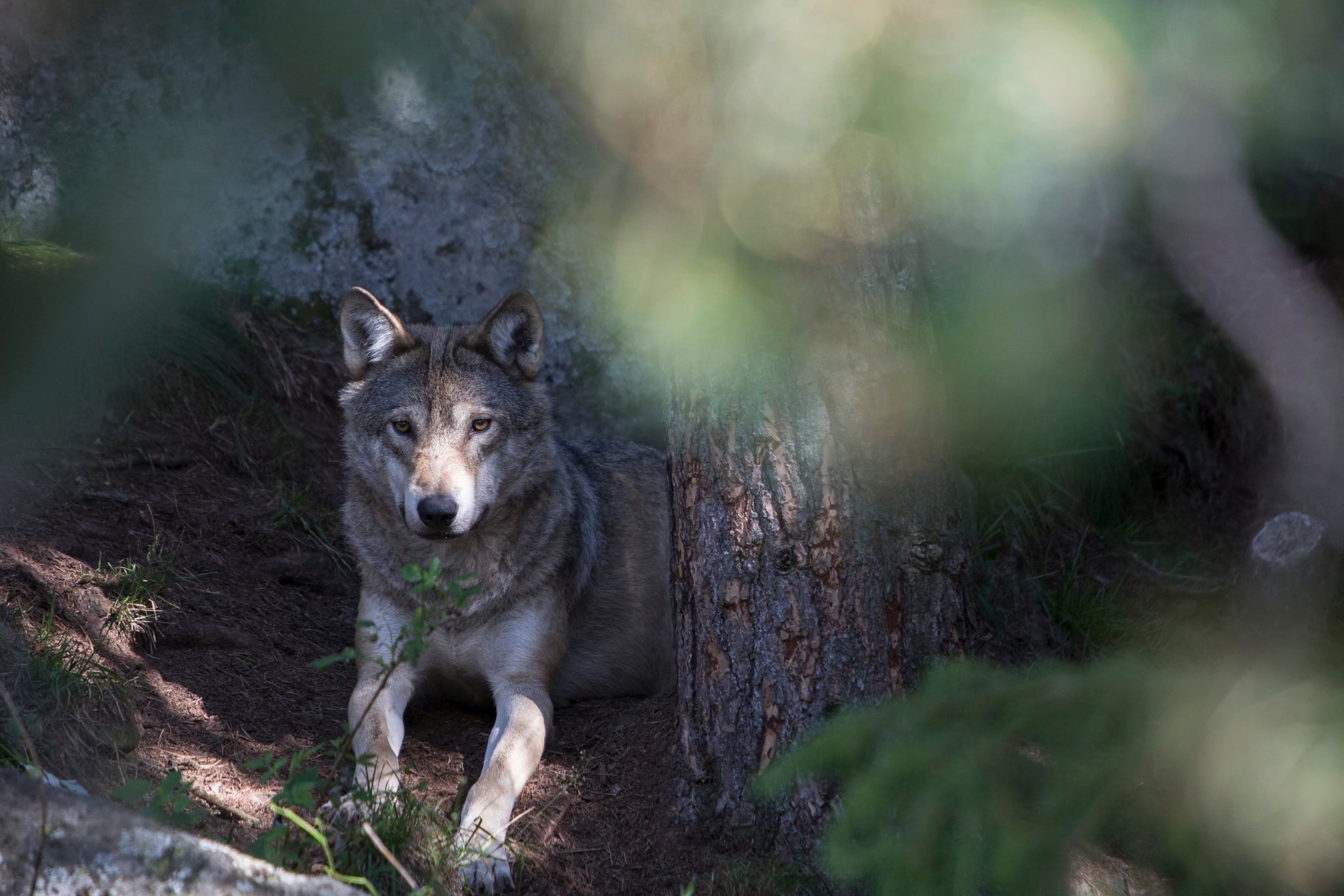 Höstens första vargangrepp i Dalarna, ledde till att en american foxhound miste livet. Foto i hägn: Olle Olsson
