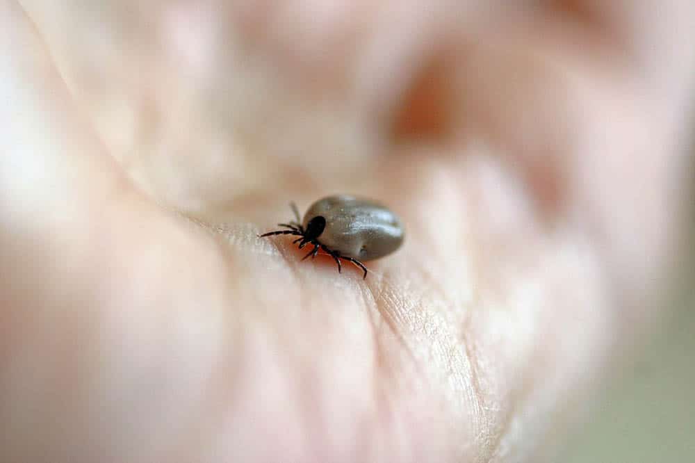 Det är i den vanliga fästingen, Ixodes ricinus, som den nya bakterien har hittats.