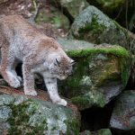 Foto i hägn: Olle Olsson