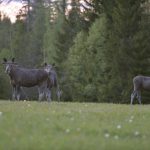 Ekosystemtjänsterna från jakt, jord och skog kan begränsa varandra och en fungerande viltförvaltning måste bygga på samförvaltning. Om detta handlar Sveriges Vildnads seminarium. Foto: Kenneth Johansson