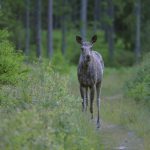 De svenska älgarna ska med sitt betande bidra till den jylländska naturvården. Arkivbild: Kenneth Johansson