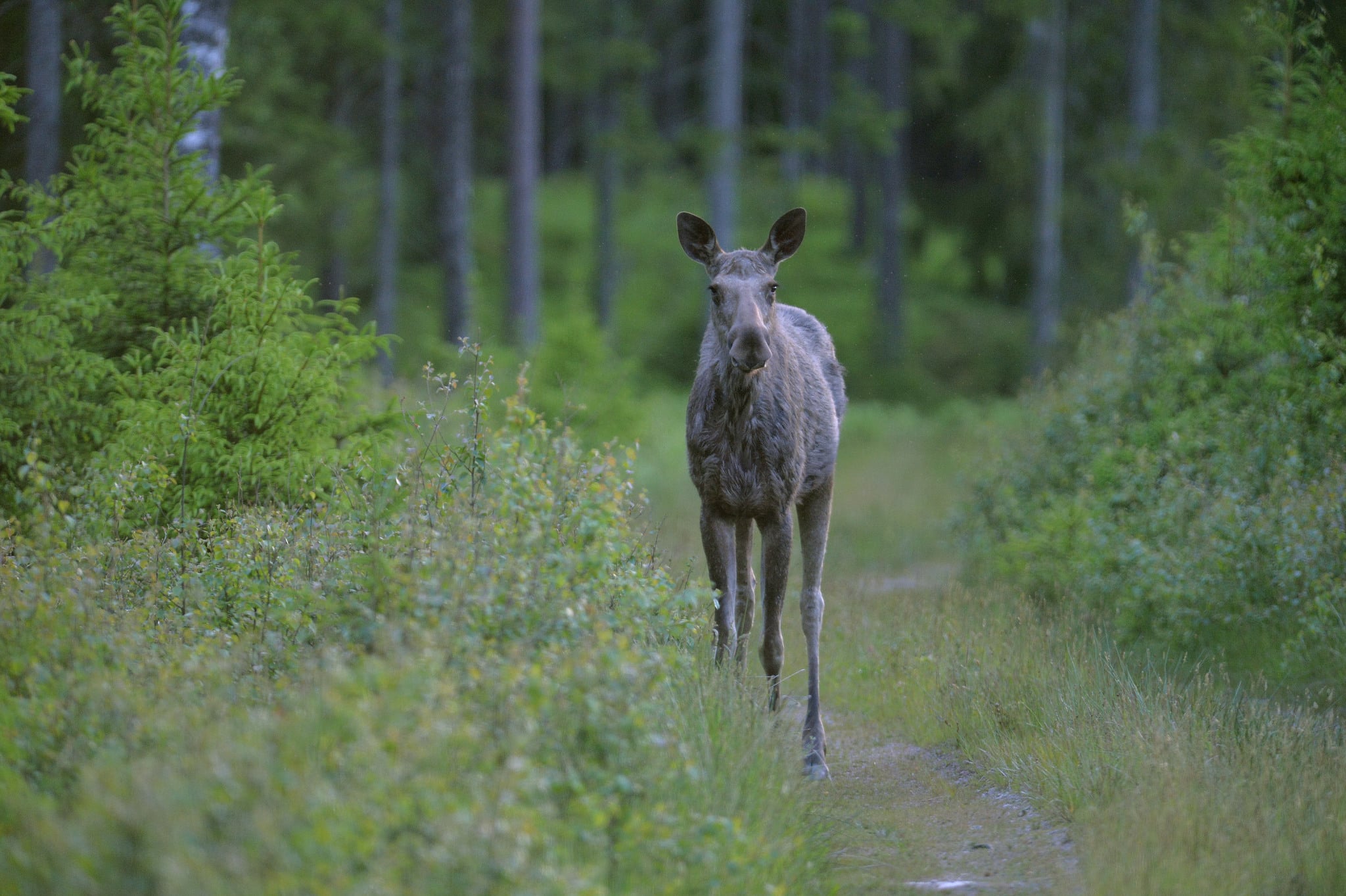 De svenska älgarna ska med sitt betande bidra till den jylländska naturvården. Arkivbild: Kenneth Johansson