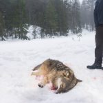 Jägareförbundet i Gävleborg kritiserar länsstyrelsens beslut om licensjakt efter endast sex vargar. Foto: Kjell-Erik Moseid
