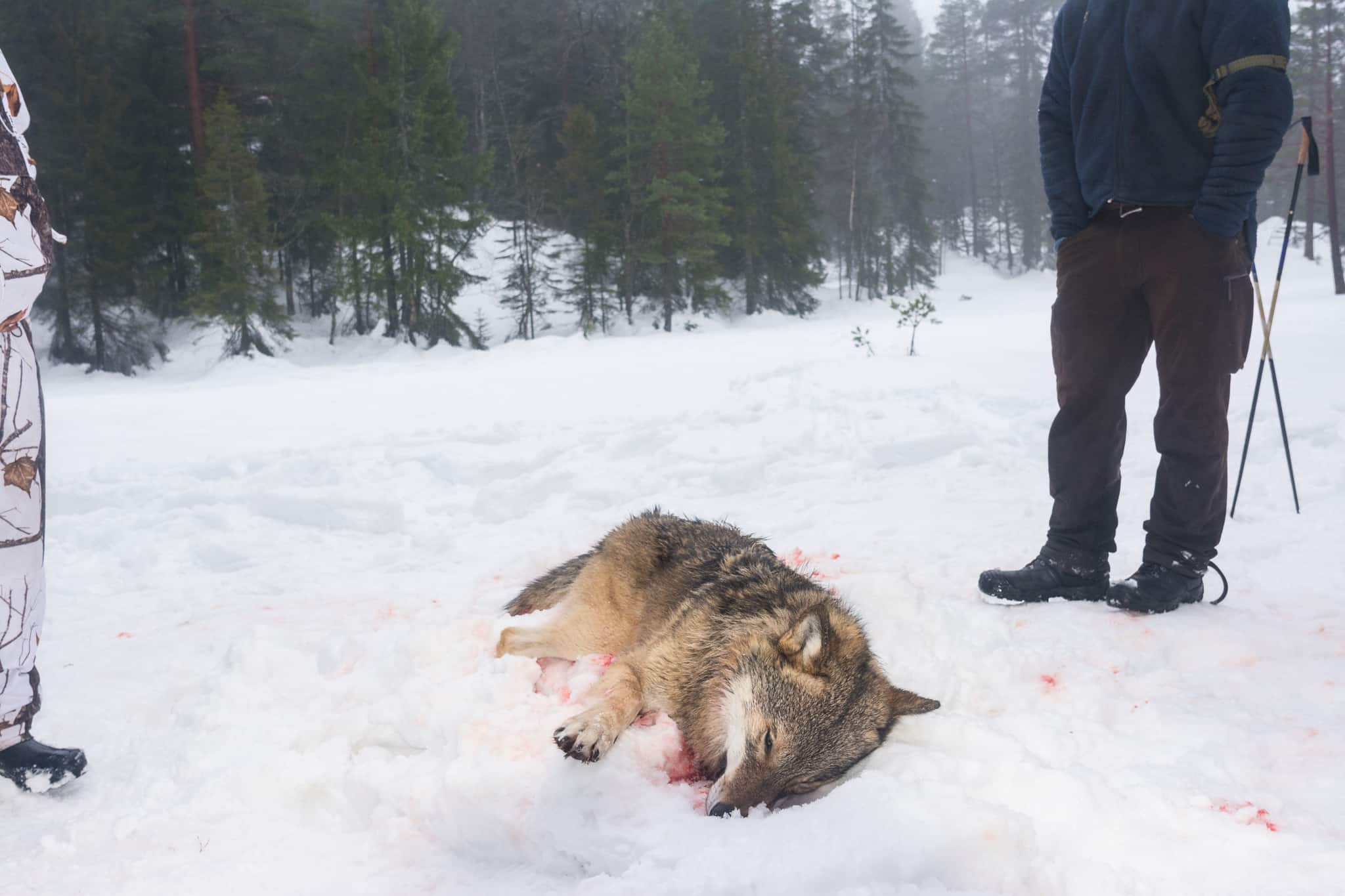 Jägareförbundet i Gävleborg kritiserar länsstyrelsens beslut om licensjakt efter endast sex vargar. Foto: Kjell-Erik Moseid