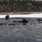 Efter en timmes hårt arbete lyckades jägarna rädda älgtjuren.  Foto: Birgitta Edin