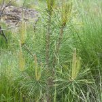 Det våras för tallen. Intresset för att plantera tall ökar bland Sydsveriges skogsägare. Foto: Jan Henricson