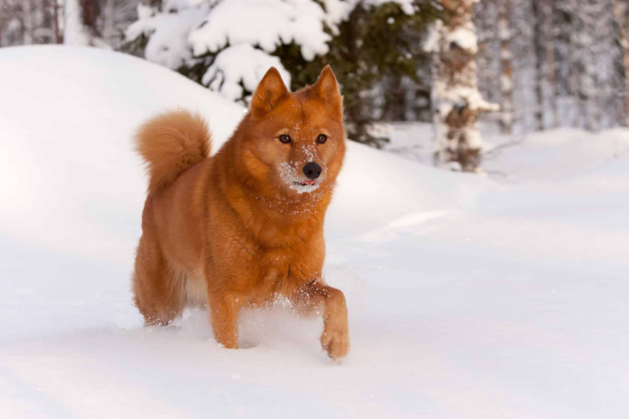 Foto: Kjell-Erik Moseid