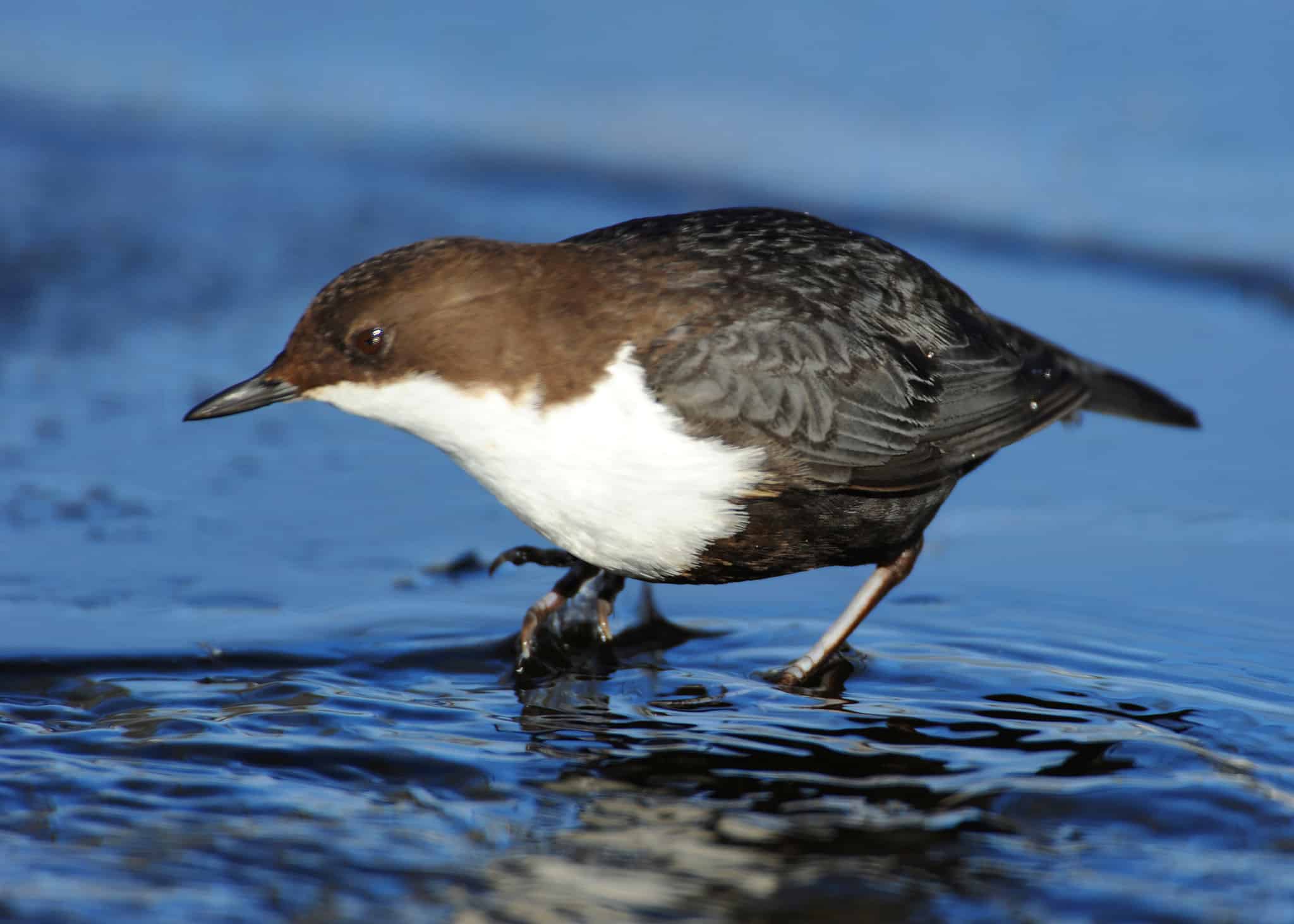 Foto: Kenneth Johansson