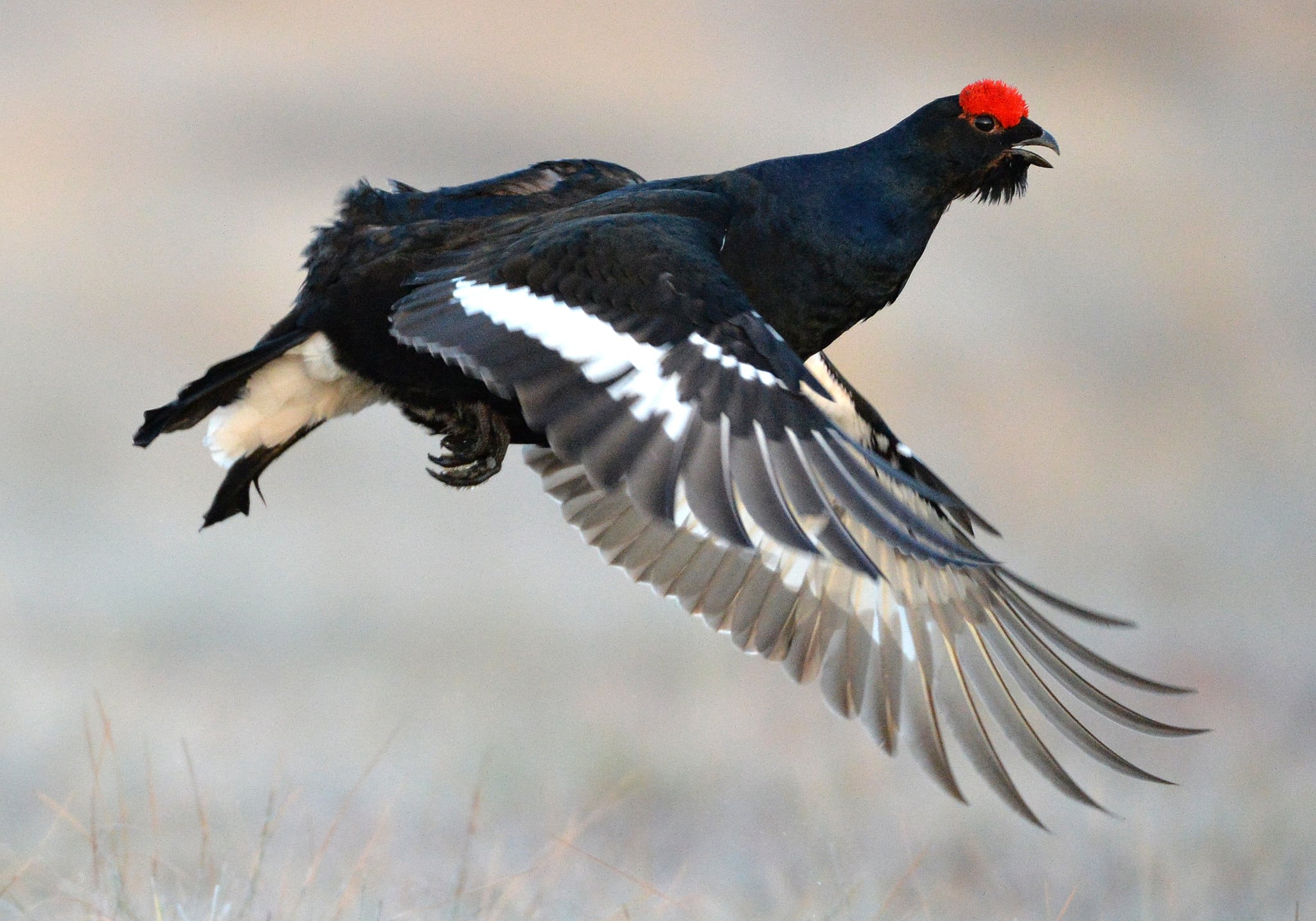 Foto: Kenneth Johansson