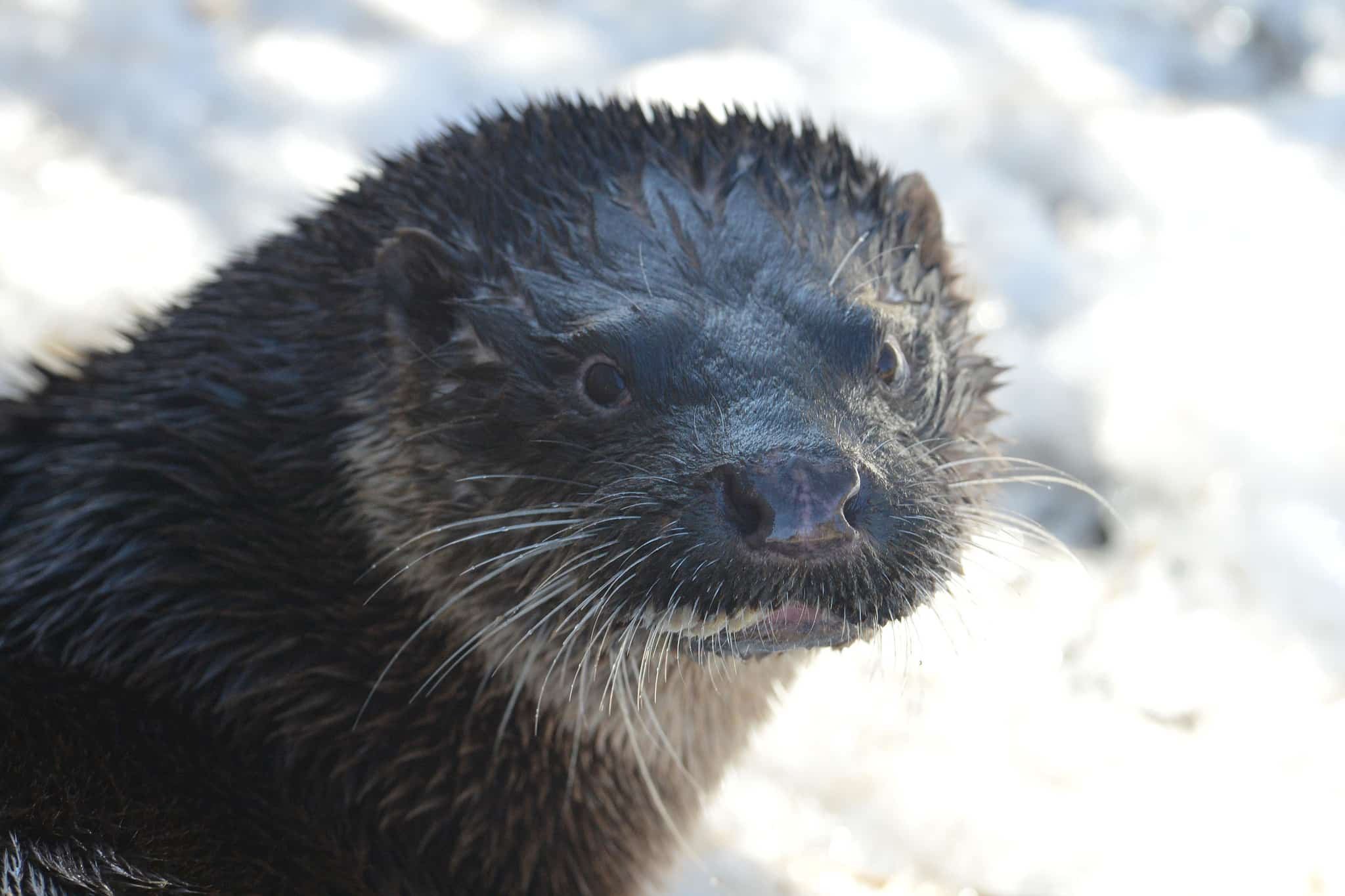 Foto: Kenneth Johansson