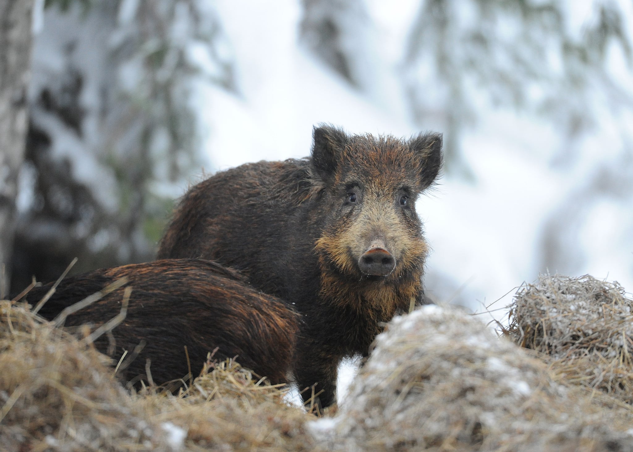 Foto: Kenneth Johansson