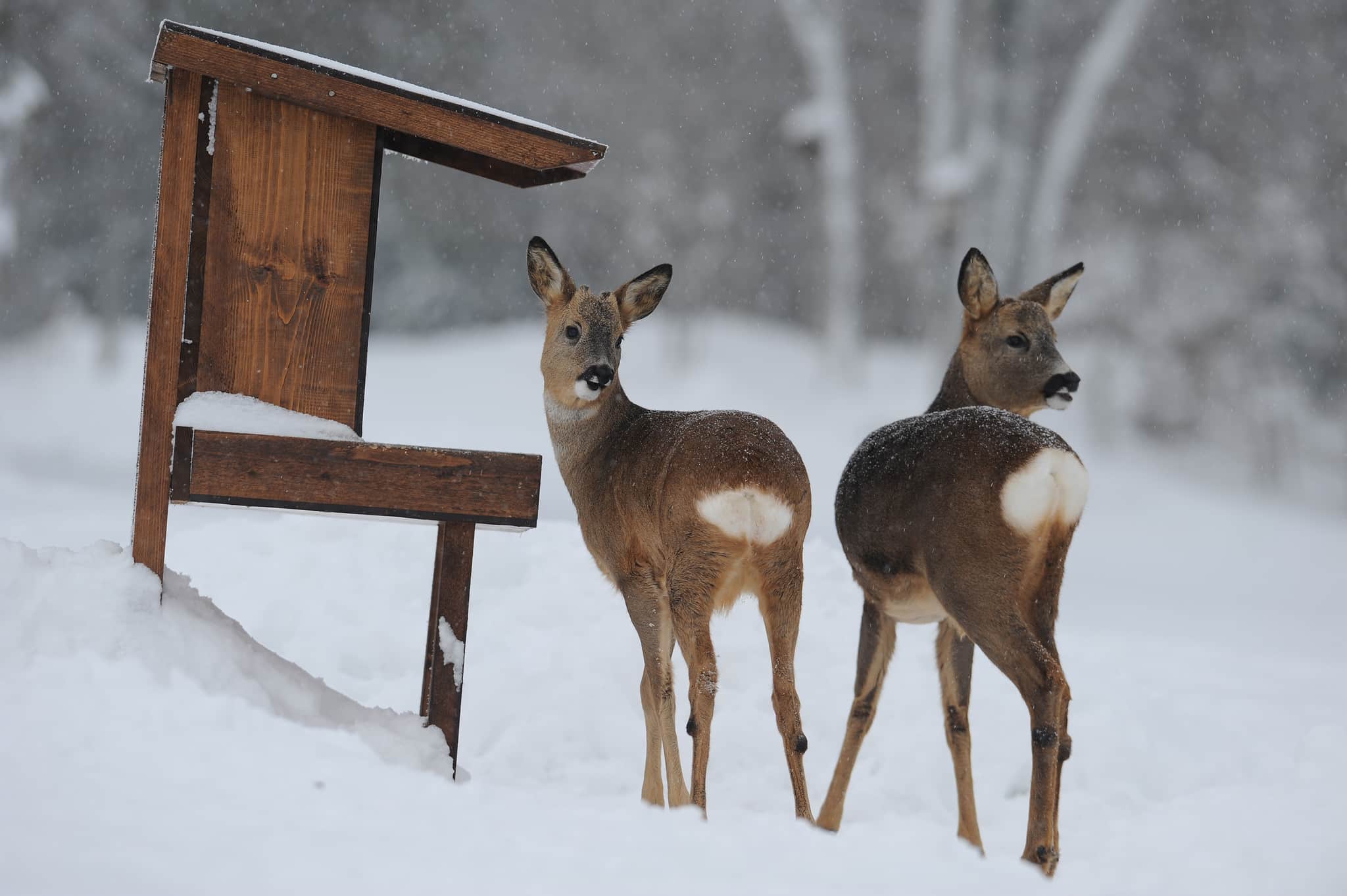 Foto: Kenneth Johansson