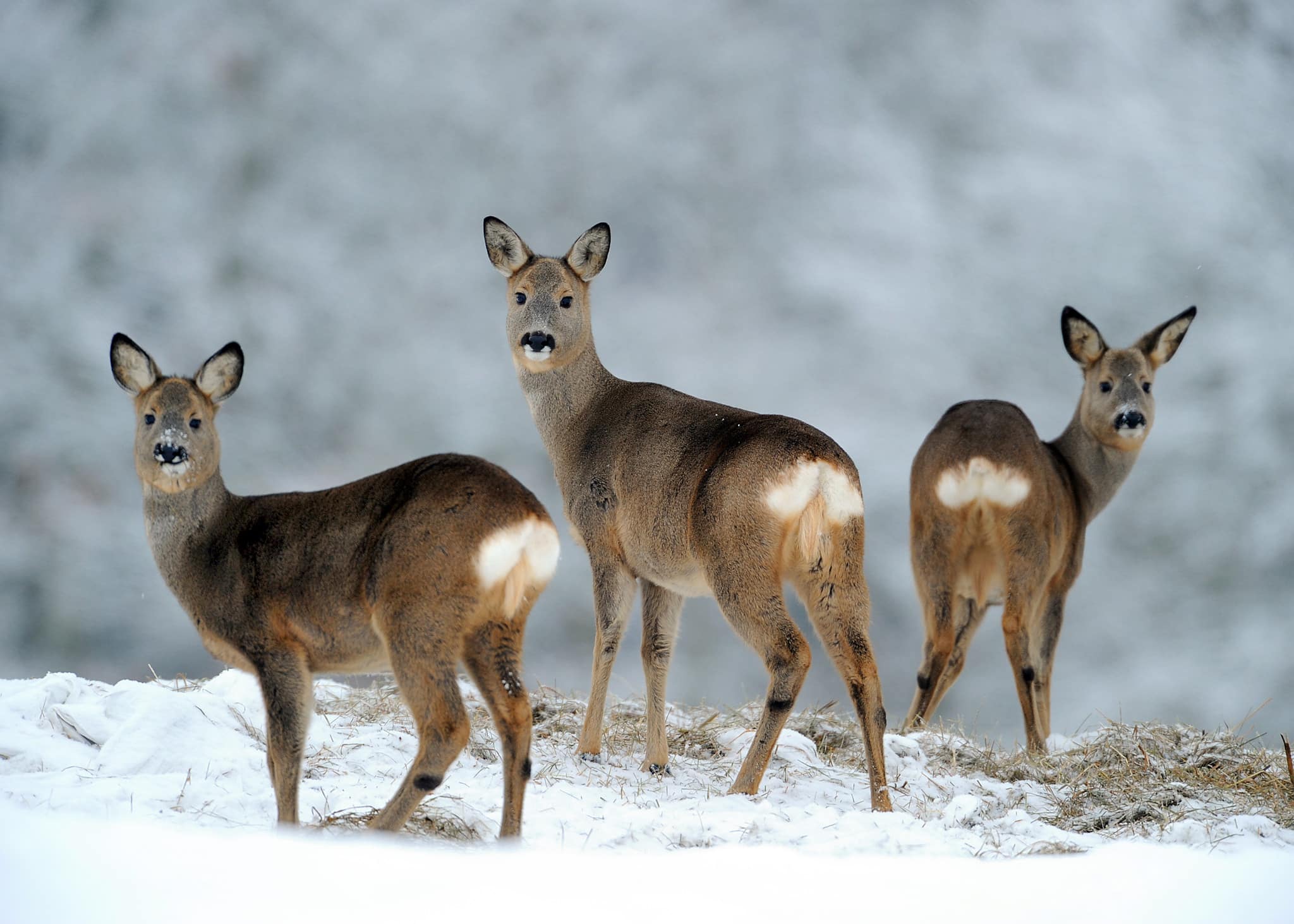 Foto: Kenneth Johansson