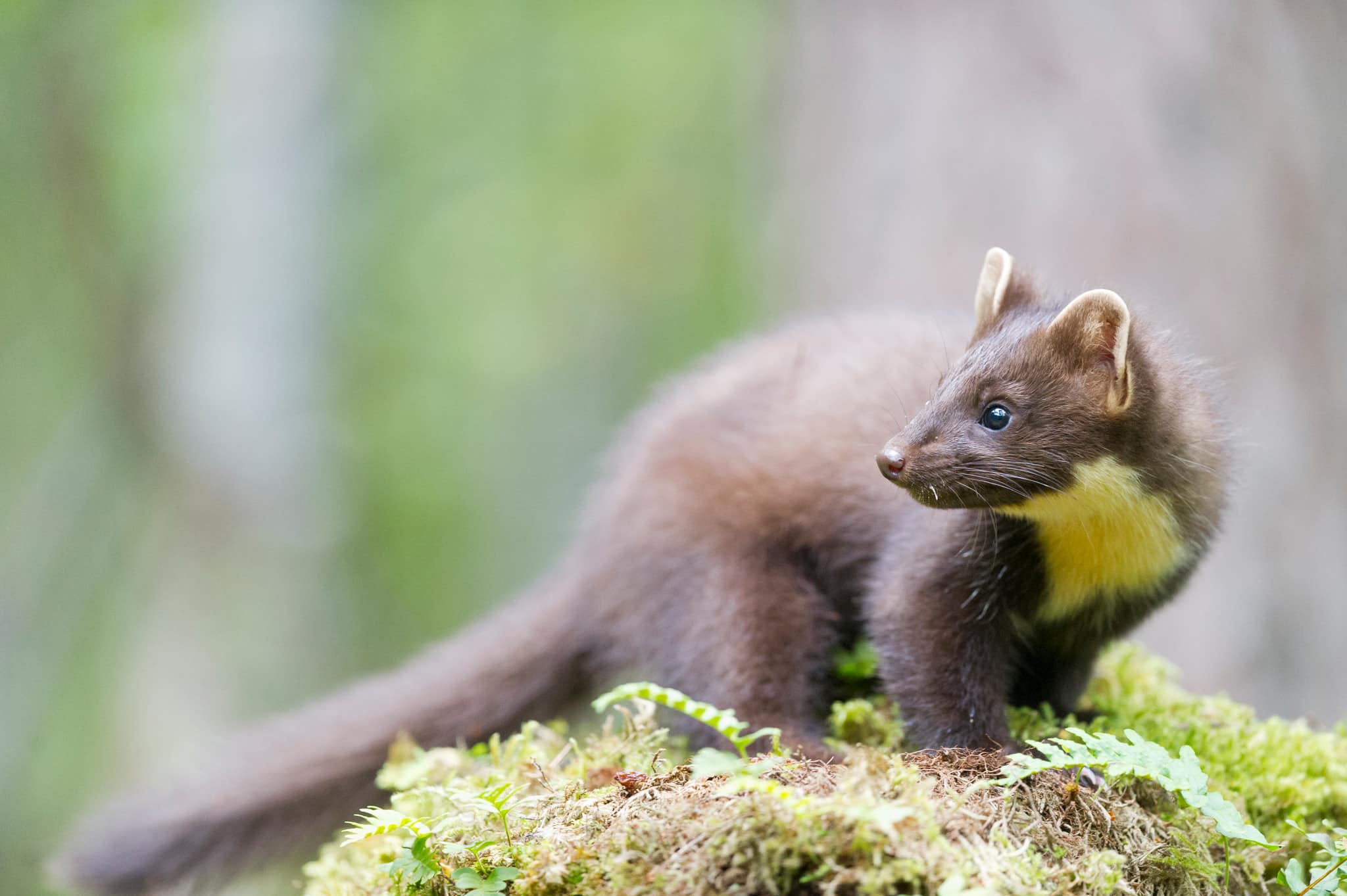 Foto: Kjell-Erik Moseid