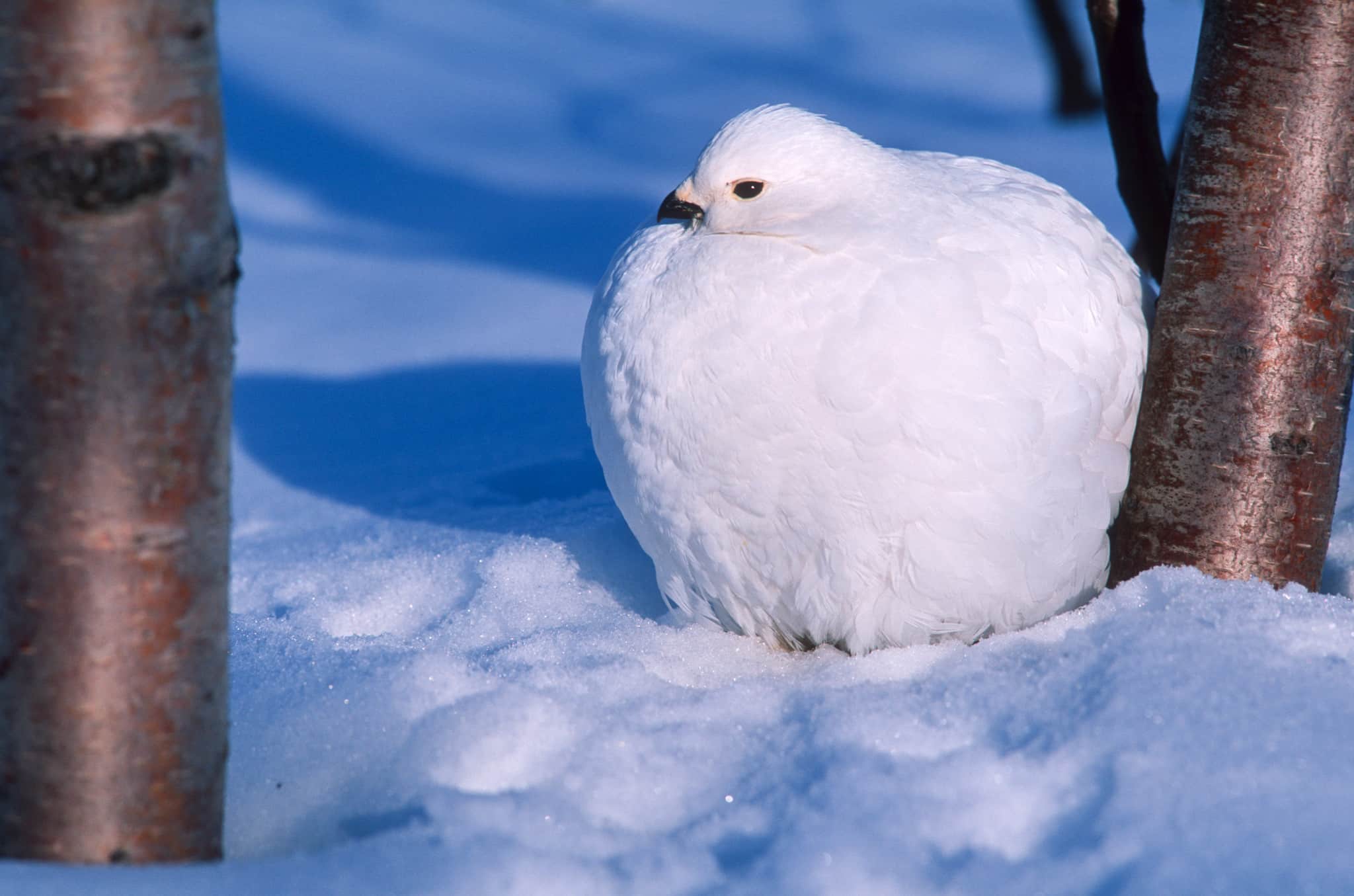 Foto: Kjell-Erik Moseid