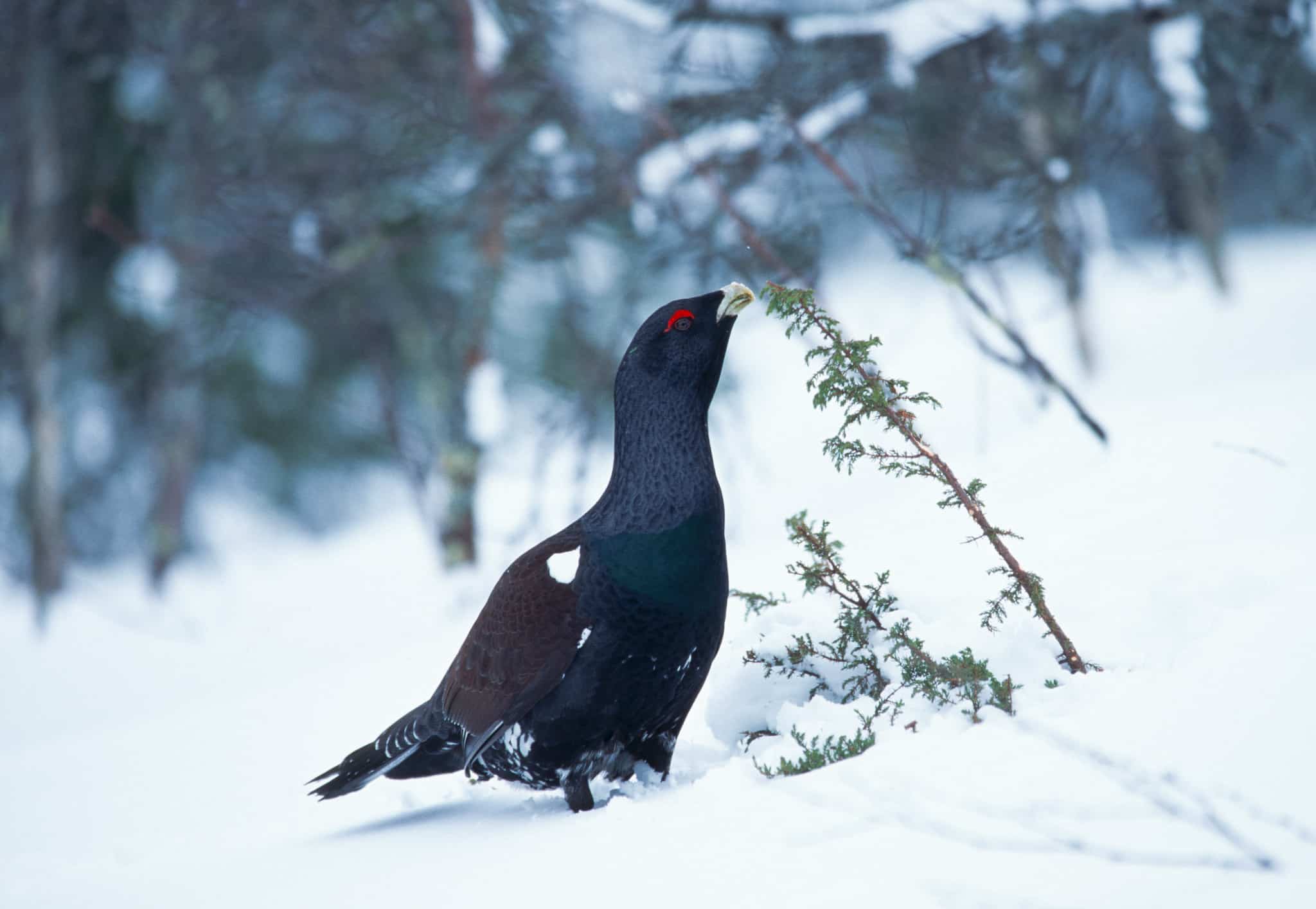 Foto: Kjell-Erik Moseid