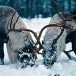 Foto: Kenneth Johansson