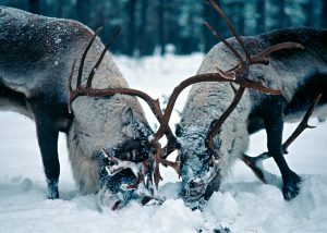 Foto: Kenneth Johansson