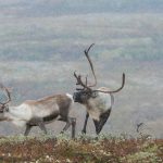 I sammanfattningen av analysen skriver Naturvårdsverket att även om renskötseln är bland dem som har mest problem med varg så har verksamheten kunnat fortgå och utvecklas under de tio senaste åren, samtidigt som antalet vargar ökat kraftigt den perioden. Foto: Kjell-Erik Moseid