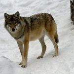 En från öst invandrad varg har upptäckts i Härjedalen. Den här vargen är dock fotograferad i hägn. Foto: Olle Olsson