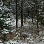Så här ser den ut, vargen som Naturvårdsverket anser vara lika viktig som 500 skandinaviska vargar. Foto: Anders Holmberg/Harjakt.com