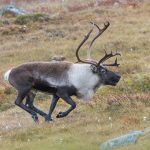 Foto: Kjell-Erik Moseid