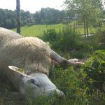 Det här fåret dödades av varg vid Molstaberg i början av augusti. Foto: Maria Törmänen