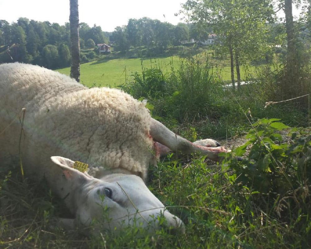Det här fåret dödades av varg vid Molstaberg i början av augusti. Foto: Maria Törmänen