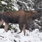 Foto: Kenneth Johansson