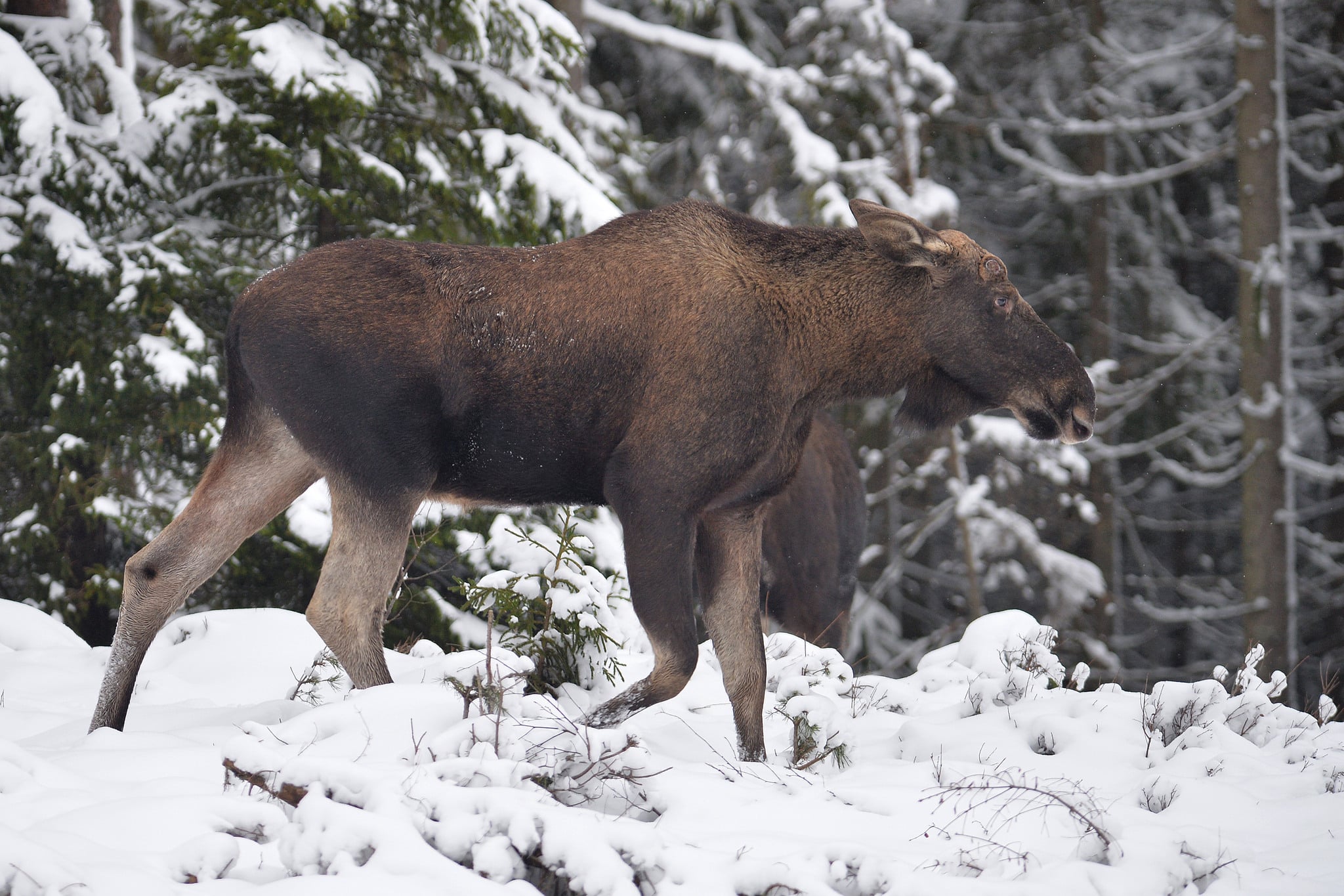 Foto: Kenneth Johansson