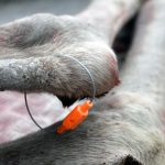 Framtiden för plastplomberna som använts till fällda älgar i Norrbottens län ska utredas. Foto: Lars-Henrik Andersson