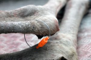 Framtiden för plastplomberna som använts till fällda älgar i Norrbottens län ska utredas. Foto: Lars-Henrik Andersson