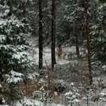 Den finsk-ryska varghannen som upptäcktes i Jämtland. Foto: Anders Holmberg/Harjakt.com