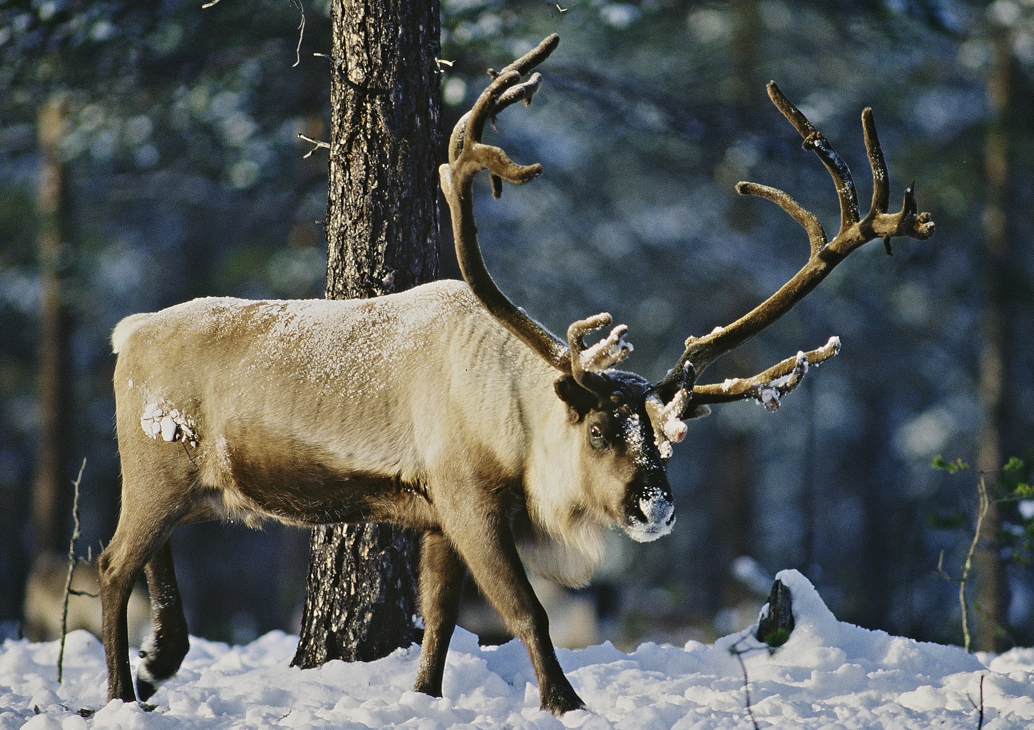 Renarna i området får hållas i inhägnader på grund av vargen. Foto: Kenneth Johansson