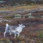 Betydligt färre vildrenar fälldes i årets jakt jämfört med fjolårets. Foto: Kjell-Erik Moseid