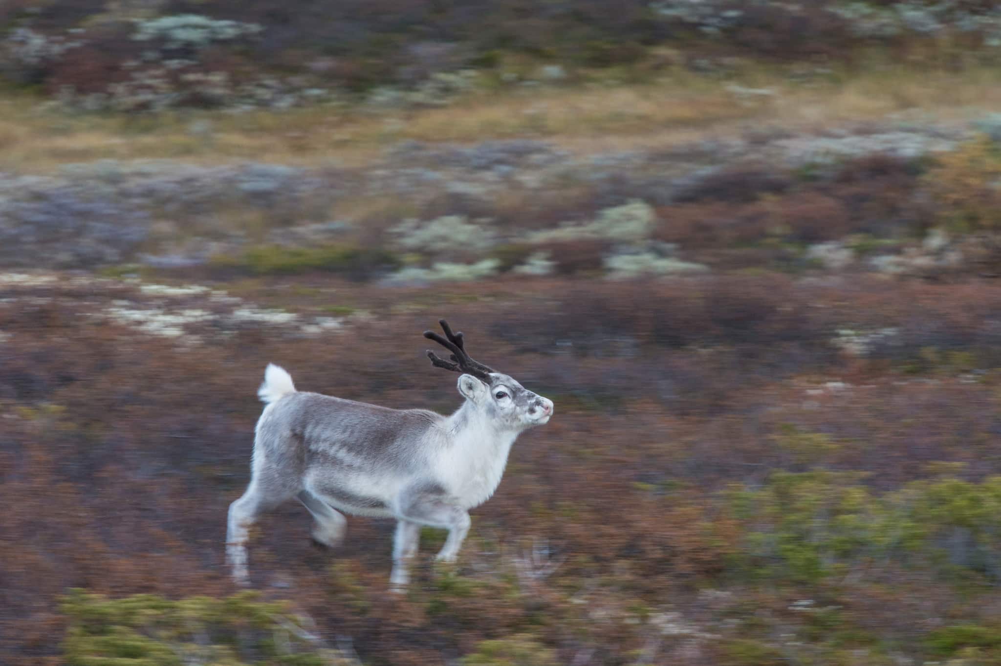 Betydligt färre vildrenar fälldes i årets jakt jämfört med fjolårets. Foto: Kjell-Erik Moseid
