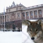 Regeringen har nu två tydliga tillkännagivanden från riksdagen om att rovdjurspolitiken från 2013 ska ligga fast.