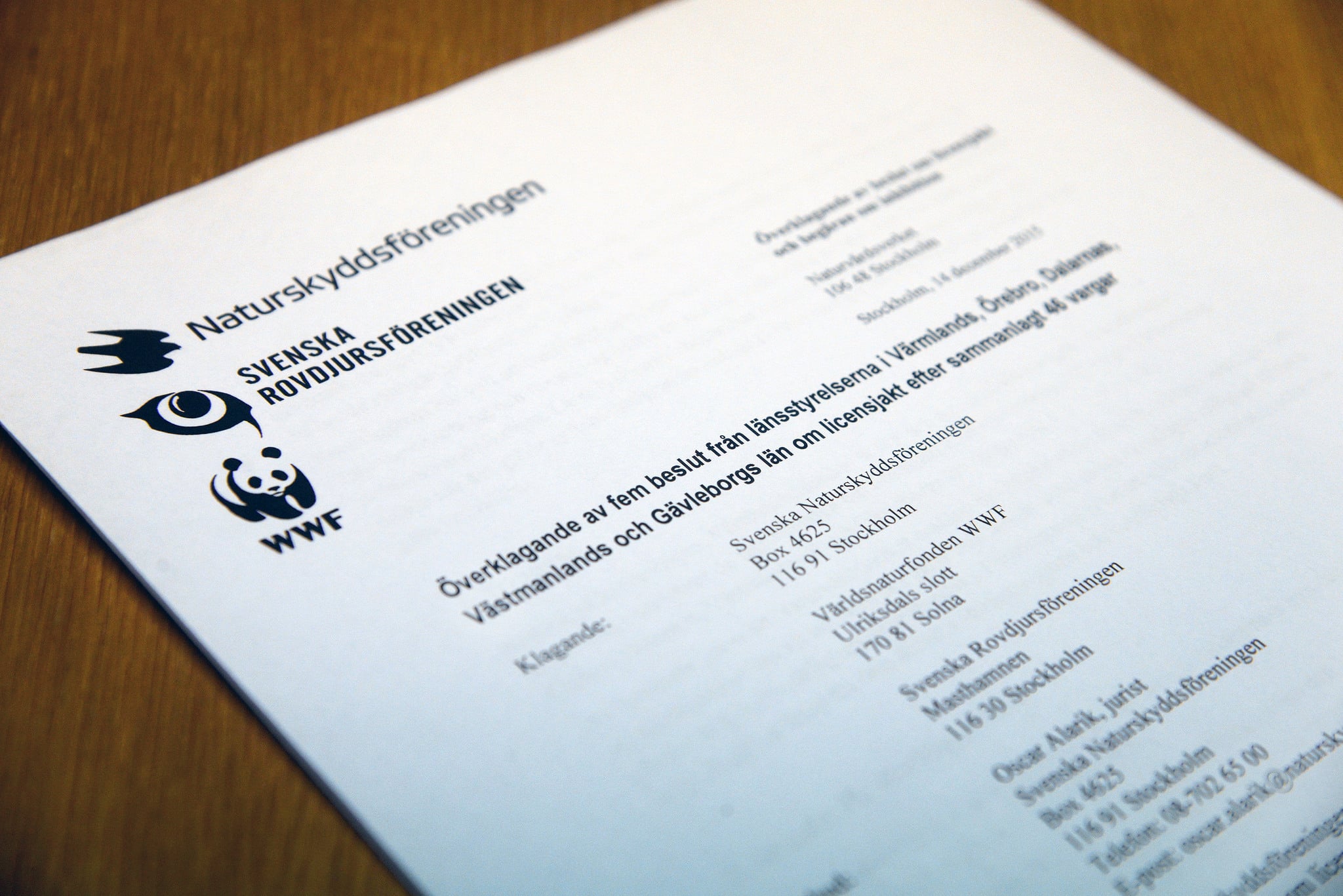 Svenska Naturskyddsföreningen, Världsnaturfonden WWF och Svenska rovdjursföreningen har gemensamt överklagat licensjakten på varg. Foto: Lars-Henrik Andersson