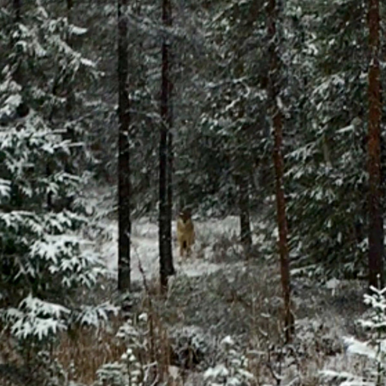 Den genetiskt viktiga vargen dödades olagligt i Norge. Foto: Anders Holmberg/Harjakt.com