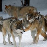 Vargarna blir inte färre även om jakten genomförs. Ökningstakten blir endast långsammare, skriver länsstyrelsen i Dalarna när man överklagar beslutet om att stoppa jakten till Kammarrätten i Sundsvall. Foto: Olle Olsson