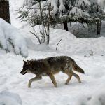 Att skjuta ett fåtal vargar i Örebro län hotar inte på något sätt vargstammen, anser länsstyrelsen som överklagat beslutet att stoppa jakten i länet. Foto: Olle Olsson