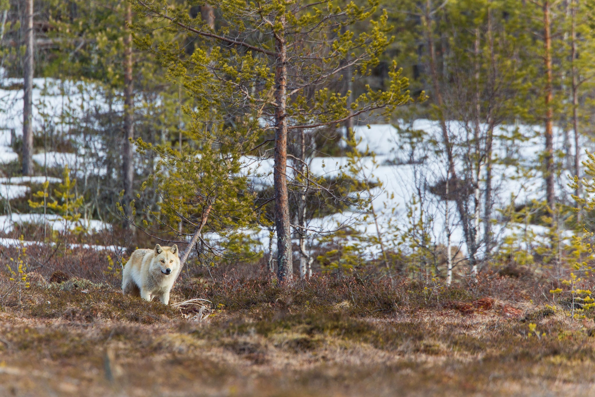 Foto: Kjell-Erik Moseid