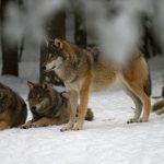 Foto: Olle Olsson