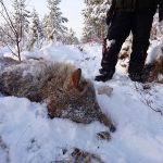 En av de vargar, en vuxen hane, som fällts i Lövsjöreviret. Foto: Lars-Henrik Andersson