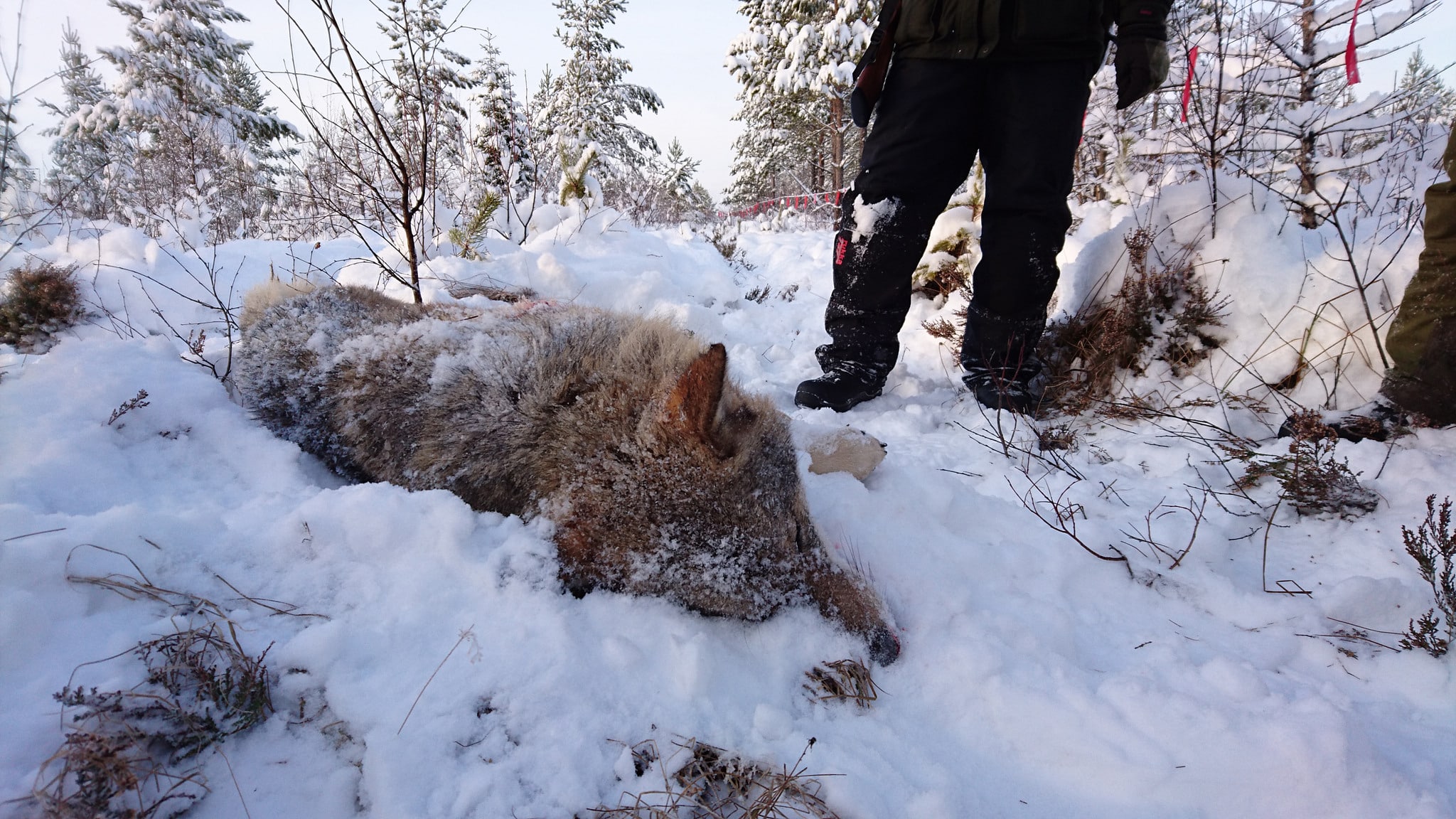 En av de vargar, en vuxen hane, som fällts i Lövsjöreviret. Foto: Lars-Henrik Andersson