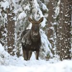 Stora rovdjur är bara en del av viltförvaltningsdelegationernas arbetsområden. Frågor som älg, hjort, säl och annat vilt är andra delar som behandlas av delegationerna. Foto: Kenneth Johansson