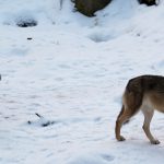 Foto i Lycksele djurpark: Lars Nilsson