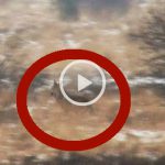 Jägaren Jan Mark lyckas filma en varg i Borris på Västjylland. Foto: Tv2