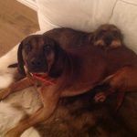 Efter 13 dagar kunde den bayerska viltspårhunden Gizmo och taxen Torsten tillslut komma till ro i hemmet. Foto: Privat