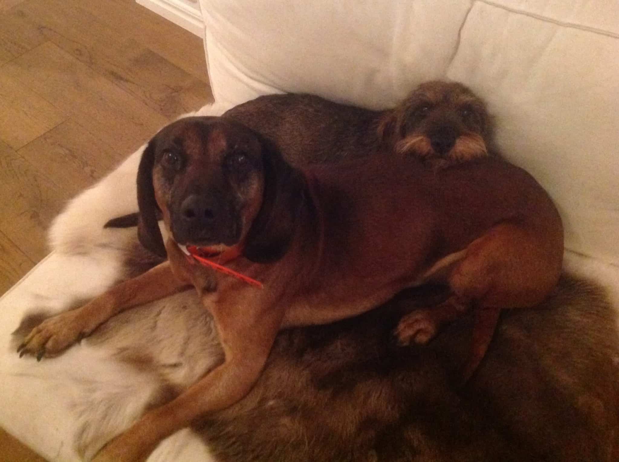 Efter 13 dagar kunde den bayerska viltspårhunden Gizmo och taxen Torsten tillslut komma till ro i hemmet. Foto: Privat